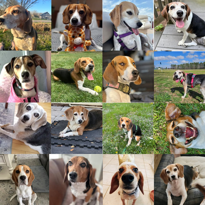 Meet Our Dogs of the Month — August