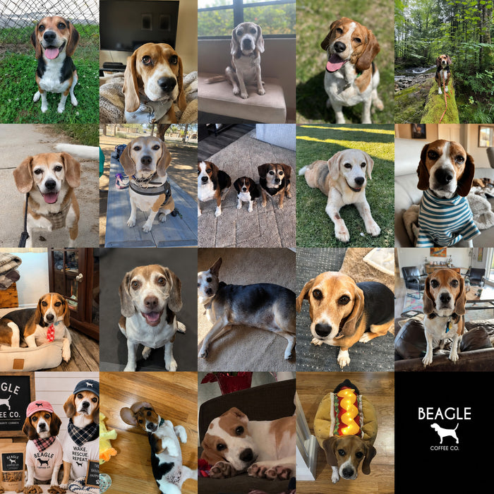 Meet Our Dogs of the Month — August 2026
