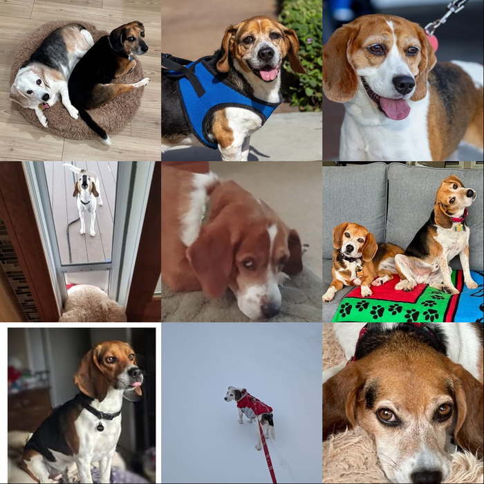 Meet Our Dogs of the Month — April