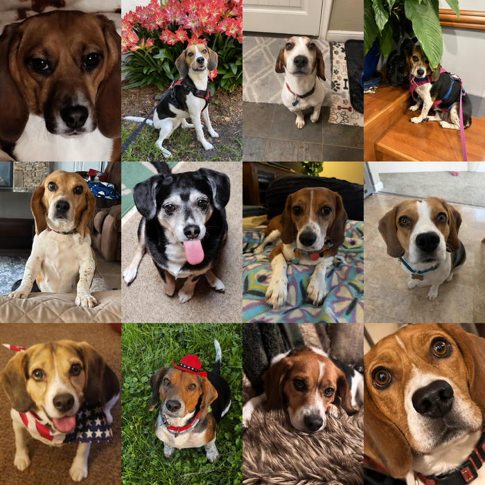 Meet Our Dogs of the Month — June