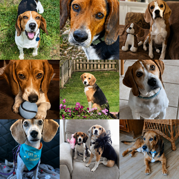 Meet Our Dogs of the Month — May