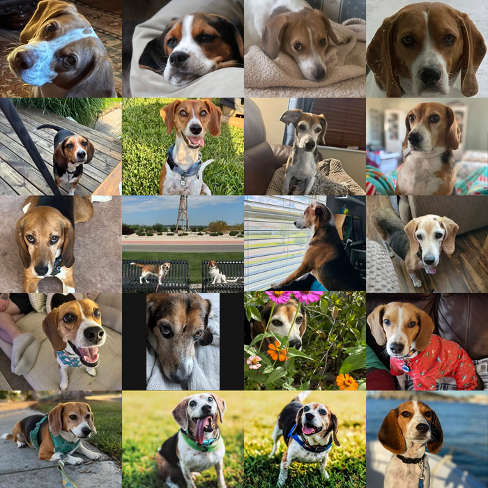 Meet Our Dogs of the Month — November