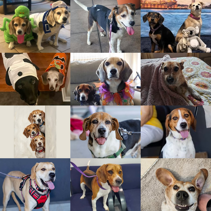 Meet Our Dogs of the Month — October 2026
