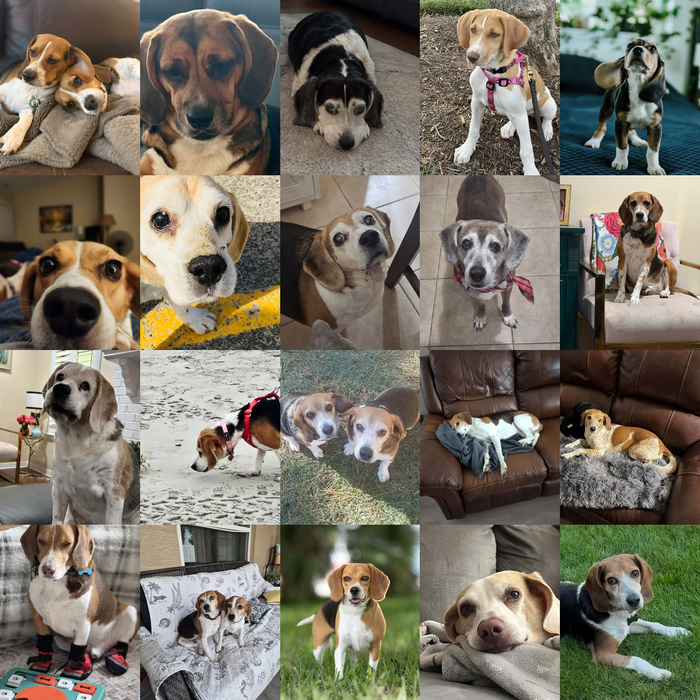 Meet Our Dogs of the Month — September 2026