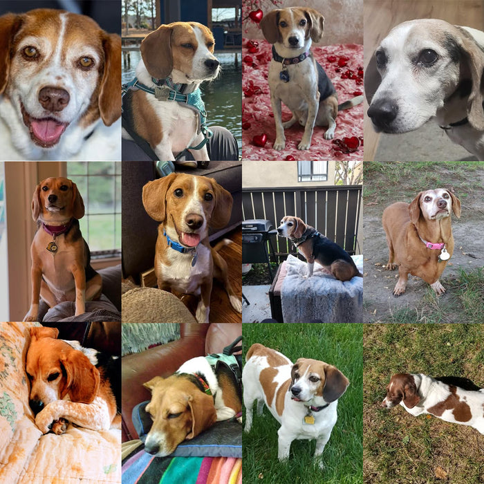 Meet Our Dogs of the Month — January/February
