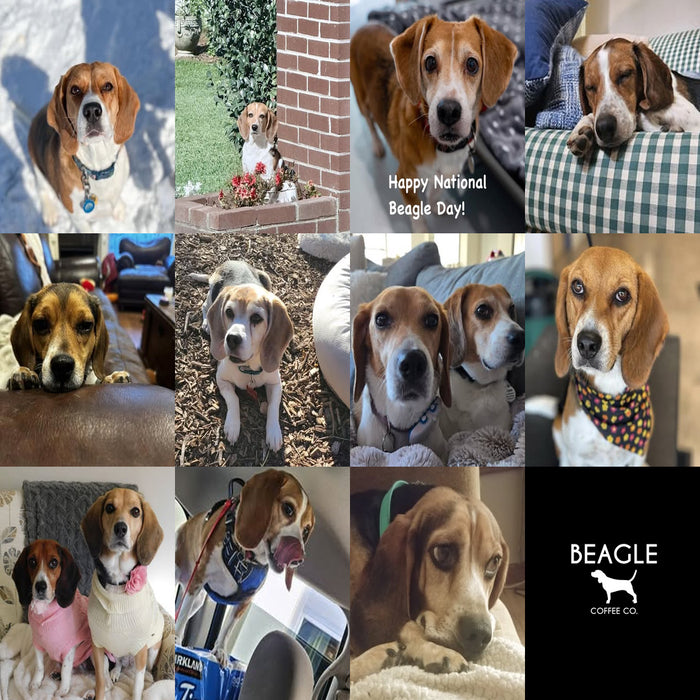 Meet Our Dogs of the Month — March