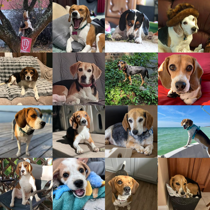 Meet Our Dogs of the Month — September